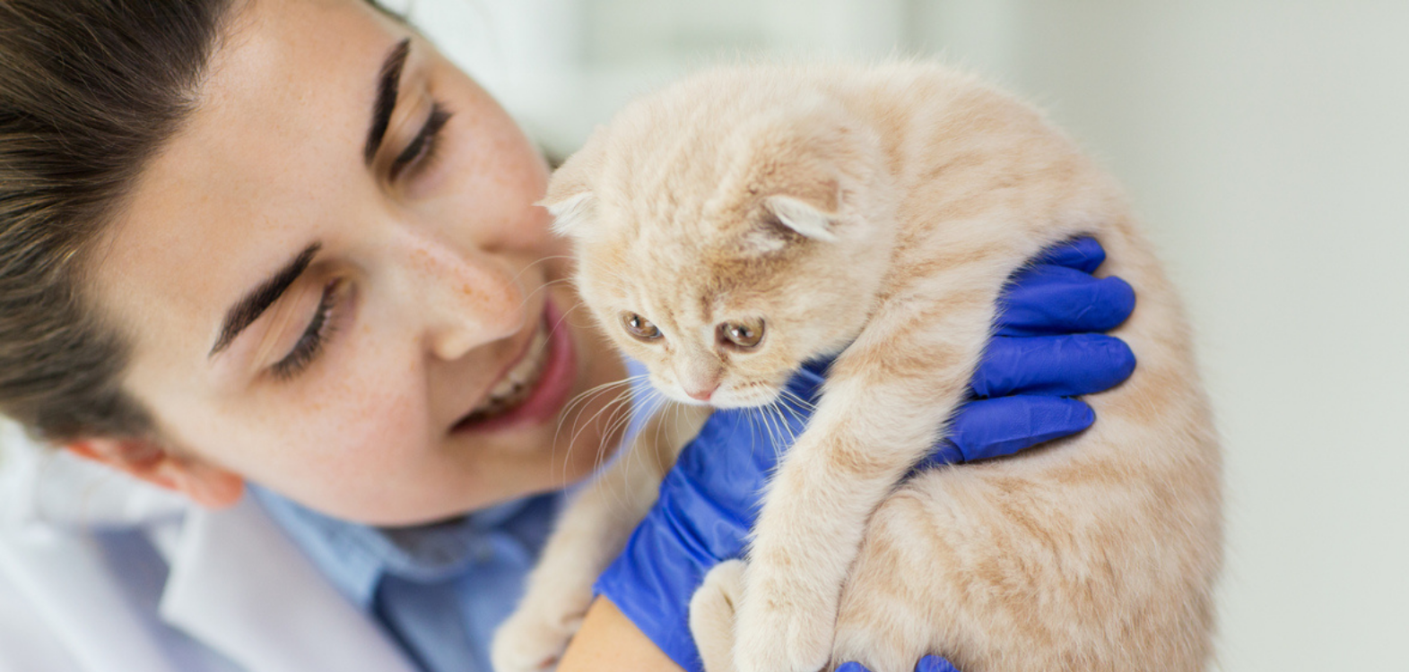 Veterinaria atendiendo a un gato